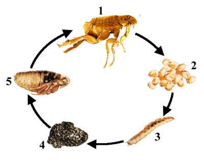 Verpletteren haak Zonder Vlooien en de lintworm - Dierenkliniek Aerdenhout