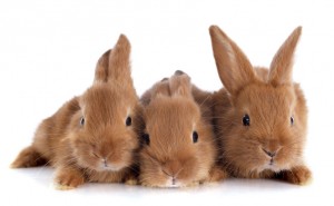 young rabbits